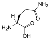 L-glutamine in Keto Diet